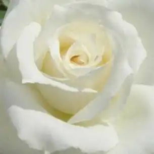 Alb - Trandafiri - Fehér - 